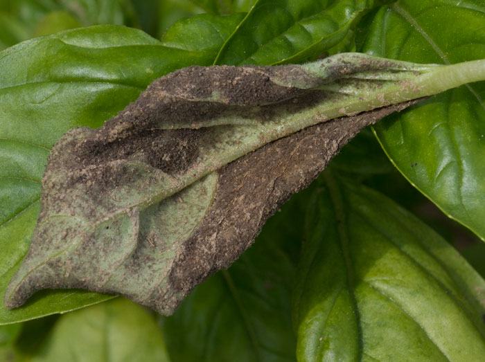 Fuzzy sporulation on the underside of a basil leaf