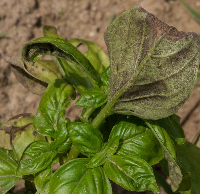 Basil downy mildew symptoms on Genovese basil