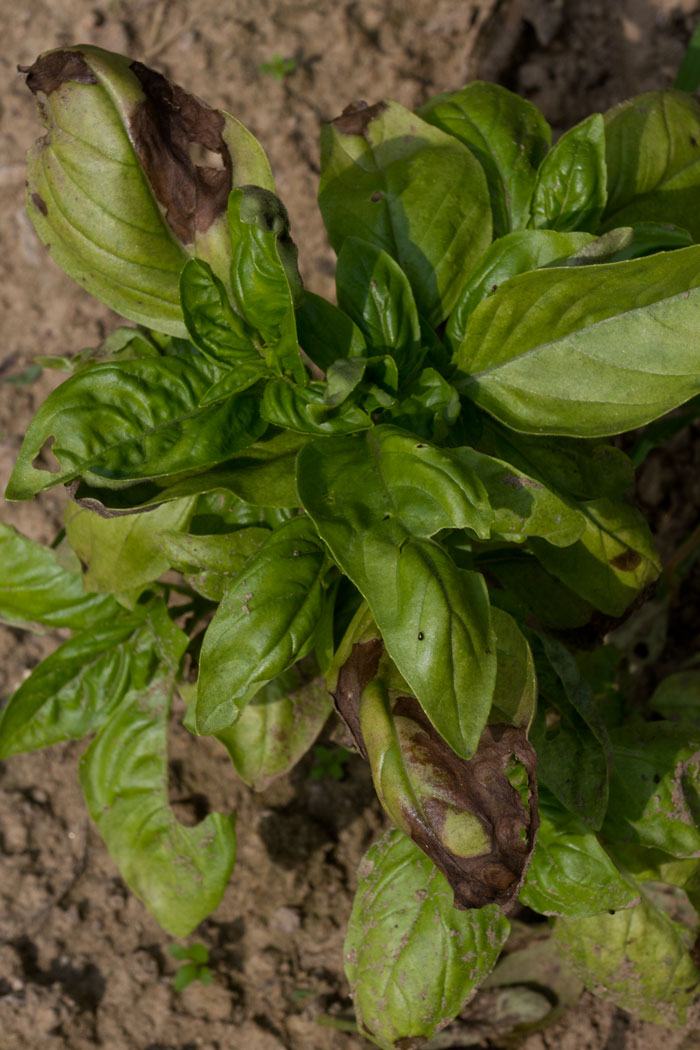 2014 Basil Downy Mildew Outbreak Our Worst One Yet - Growing Small Farms