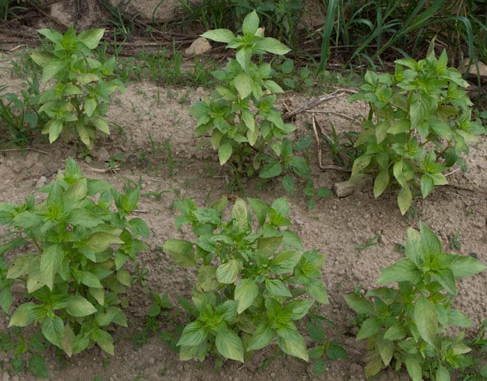 Young basil plants infected with basil downy mildew; they were disced in shortly after this photo was taken