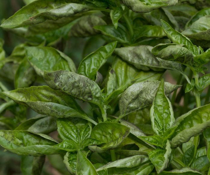 Infected basil leaves
