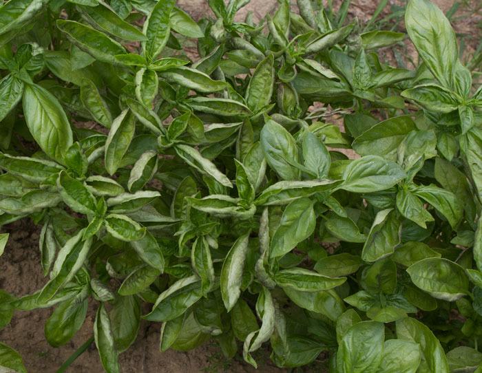 Genovese basil with downy mildew