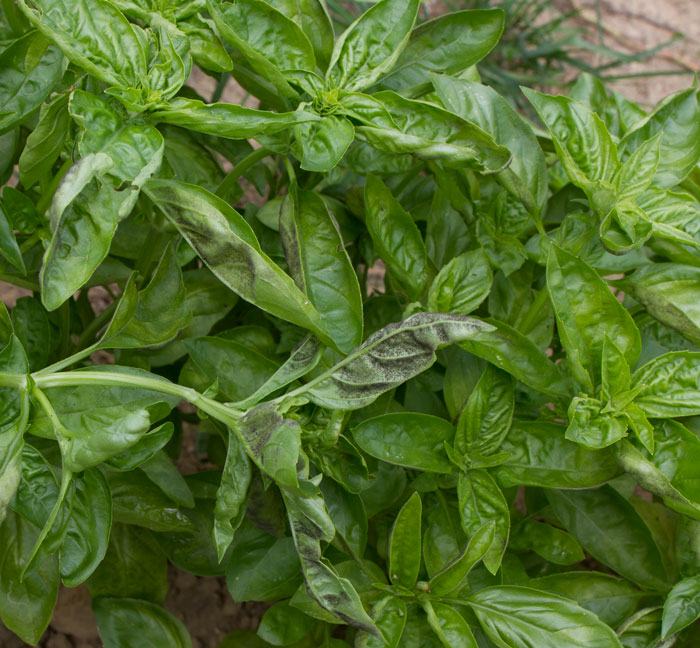 Genovese basil with downy mildew