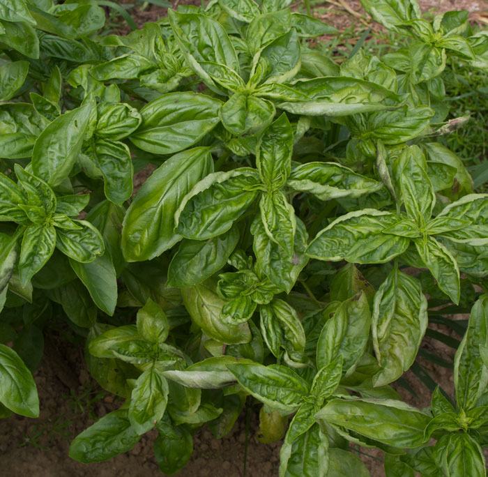 Genovese basil with downy mildew