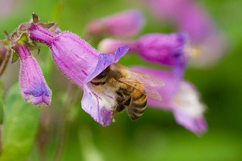 Honey bee on small's beardtongue