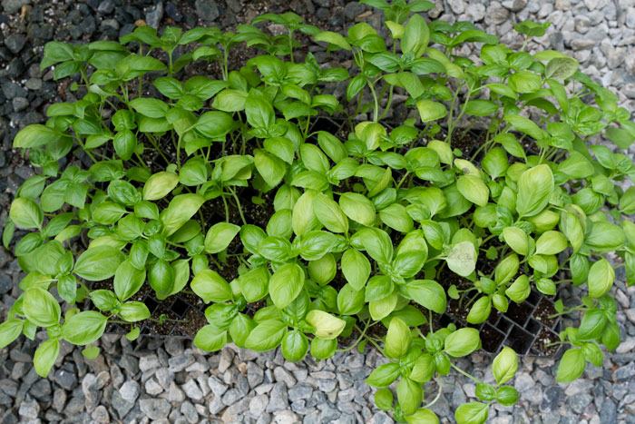 Unfortunately the disease even moved into the greenhouse and infected young seedlings