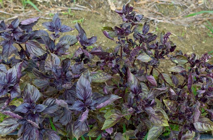 'Red Rubin' basil infected with basil downy mildew