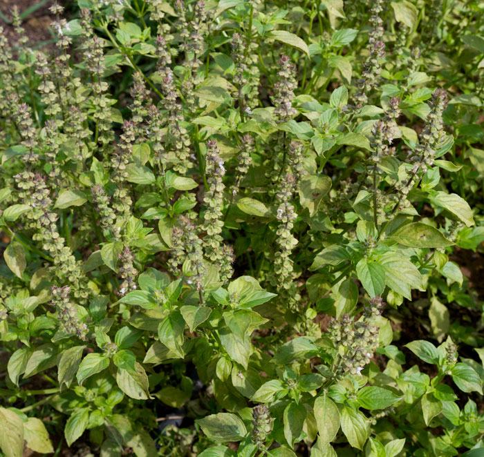 'Mrs. Burns' lemon basil infected with downy mildew