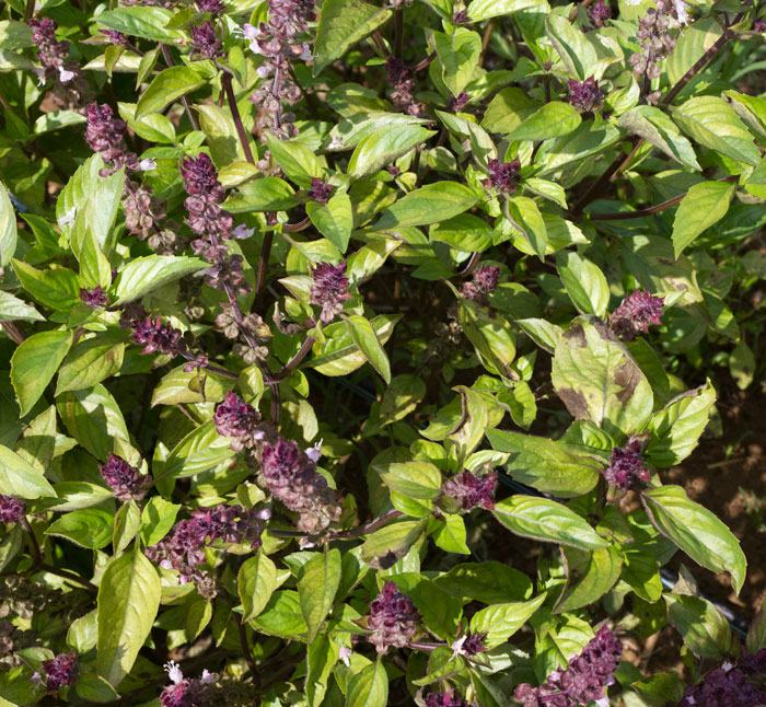 'Cinnamon' basil infected with downy mildew