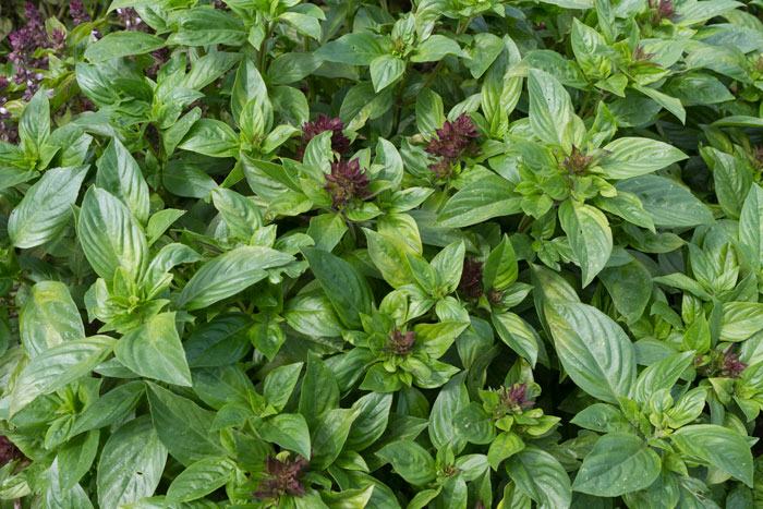 'Oriental Breeze' basil infected with downy mildew