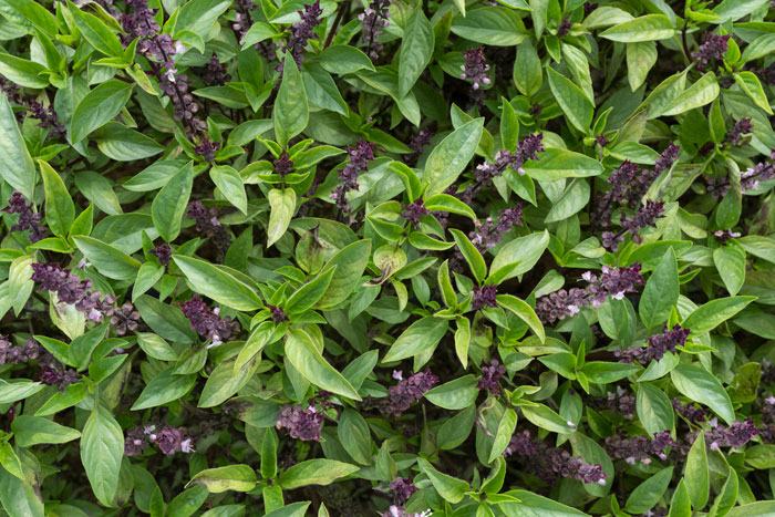 'Siam Queen' basil infected with downy mildew
