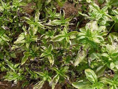Genovese basil shwing late stages of basil downy mildew