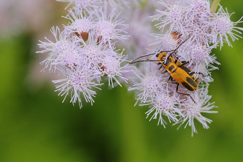 Soldier beetles on wild ageratum