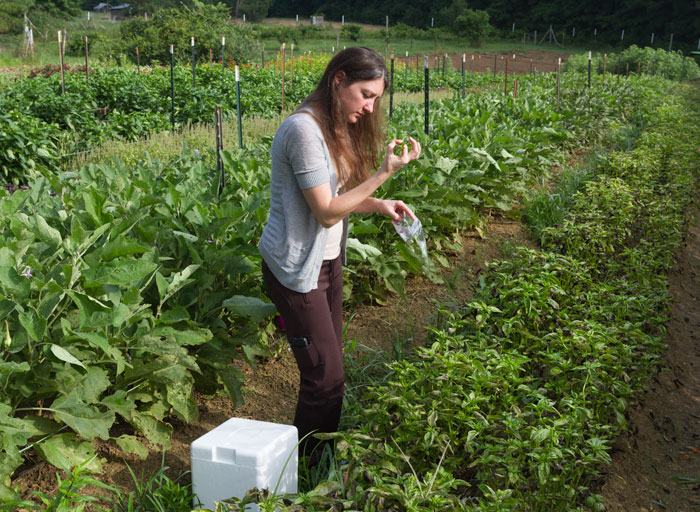 NCSU researcher Saunia Withers collects samples of diseases basil for DNA sequencing. 