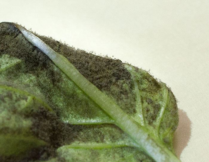 Close-up of sporulation on underside of leaf