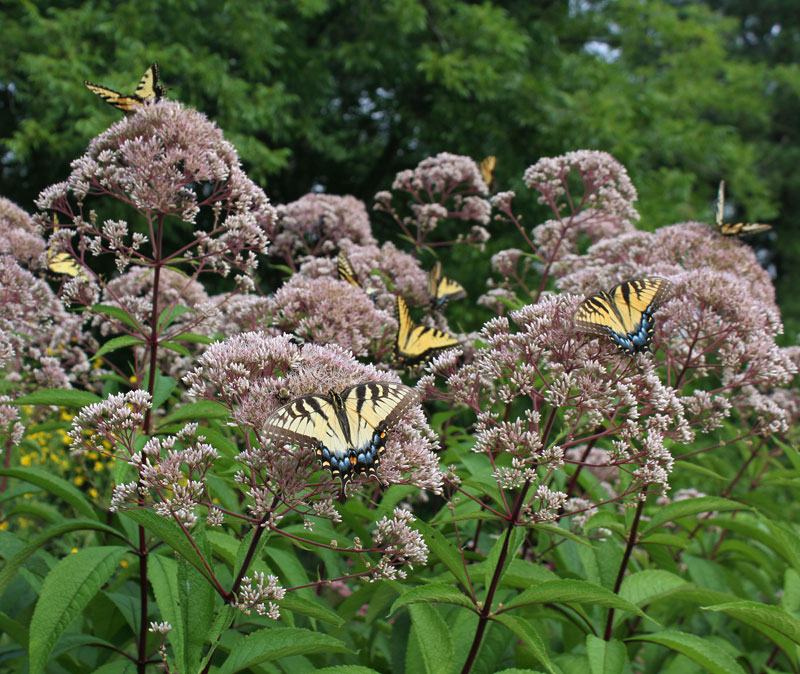 Eastern tiger swallowtails on joe-pye weed