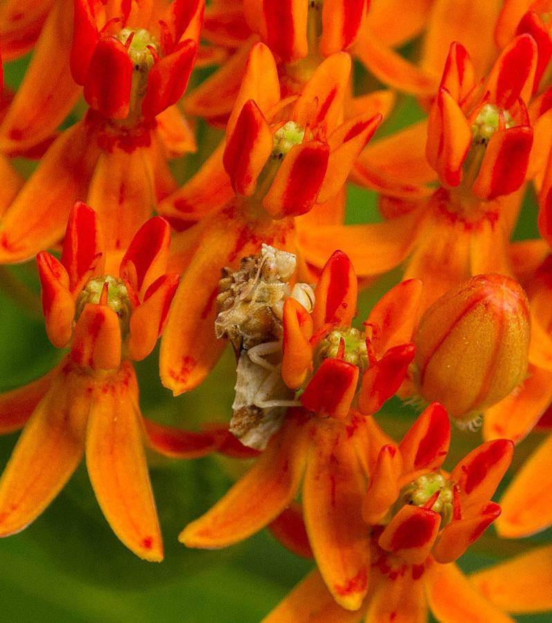 Ambush bug on butterfly weed