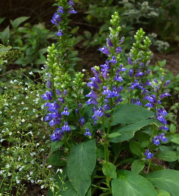 pollinator garden plants