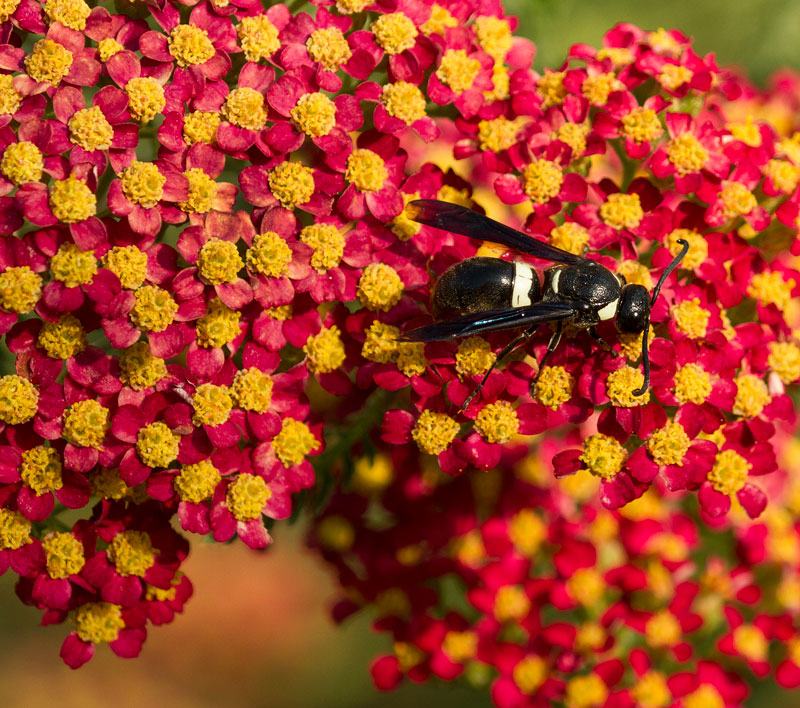 Potter wasp on yarrow