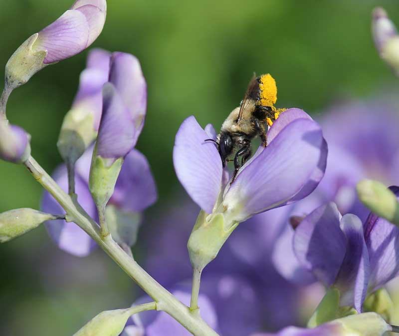 Leafcutter bee on wild indigo