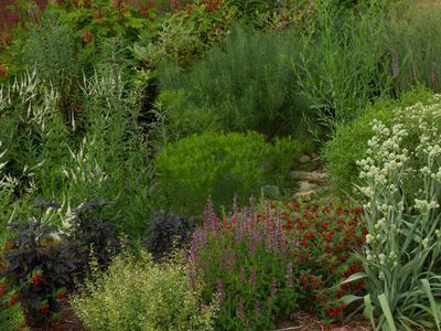 Cooperative Extension's Pollinator Paradise Garden