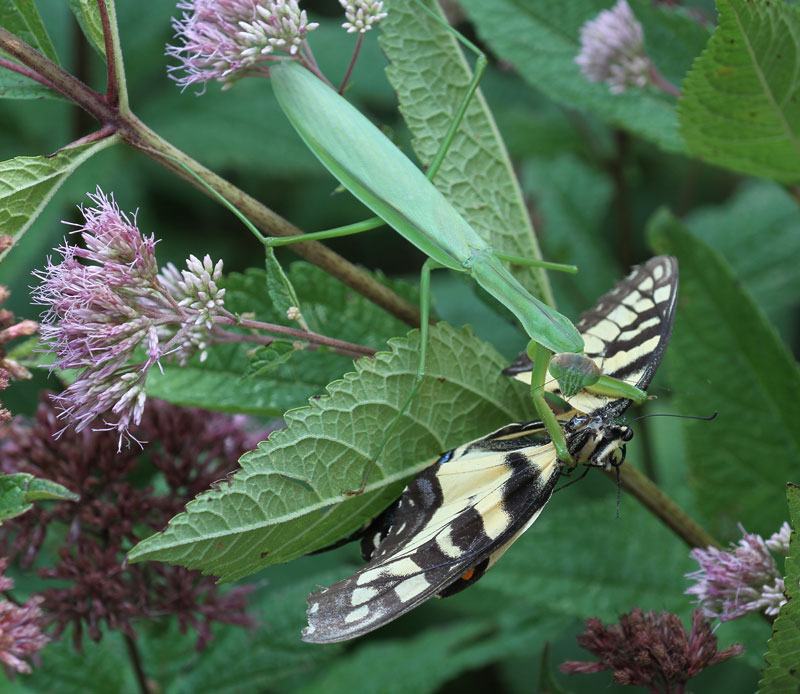 Praying mantis feeding on tiger swallowtail