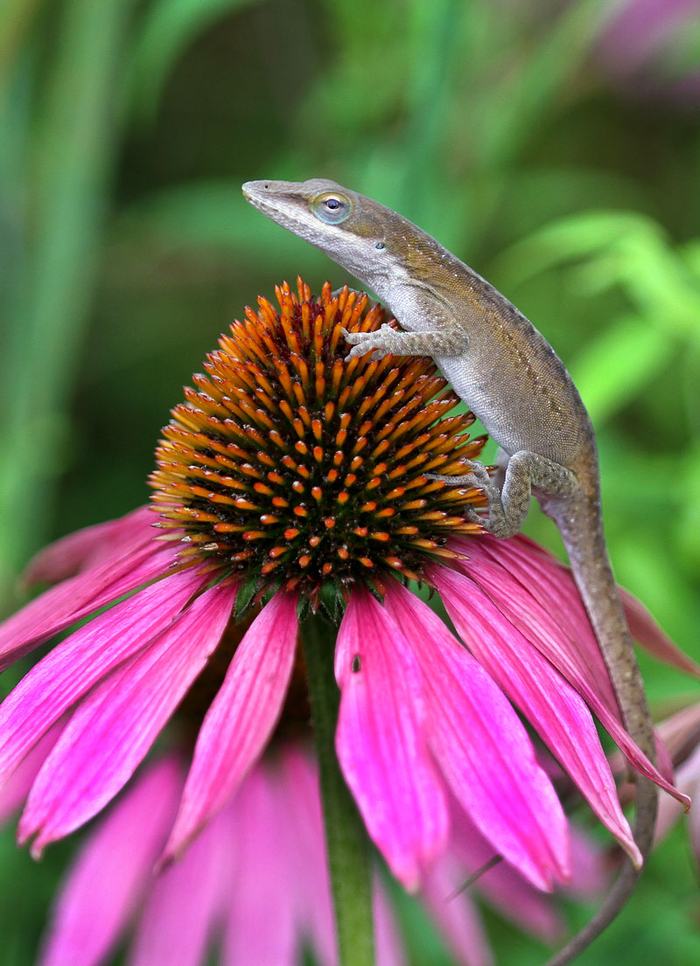 Carolina anole on coneflower