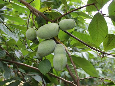 paw paw fruit