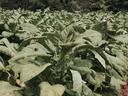 Dense field of mature tobacco plants with large green leaves