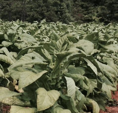 Tobacco from our Piedmont site has grown noticeably over the past few weeks.