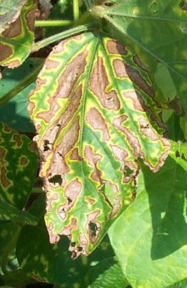 Physiological Scorch