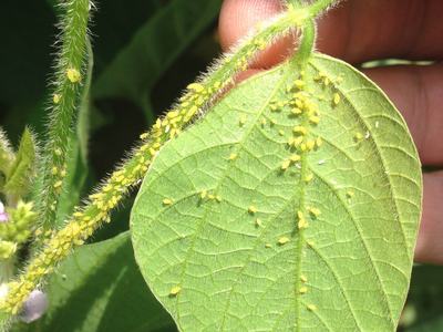 soybean aphid