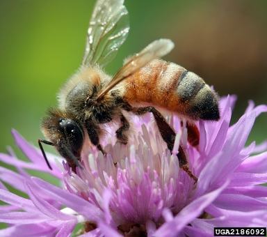 Honey Bee on Bee Balm