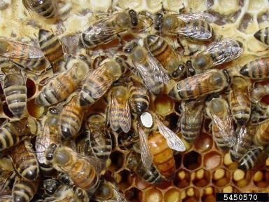 Honey Bee Production