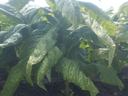 Tobacco plant with large, wrinkled green leaves emerging from soil