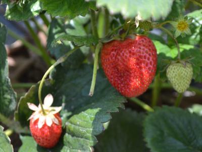 Starwberries on the vine