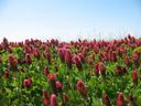 Field of red clover flowers with green leaves under clear blue sky