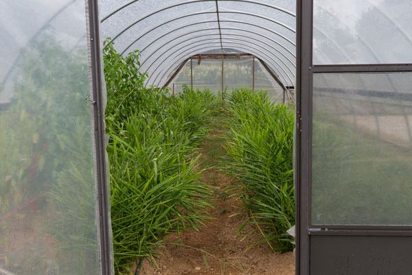 Baby ginger and peppers in one of the sliding high tunnels.