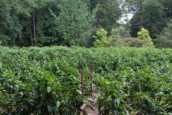  Pepper field at Peregrine Farm
