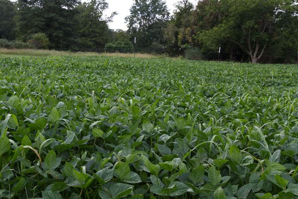 Cowpea + millet cover crop at Peregrine Farm.