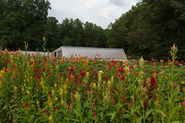 Celosia and zinnias in front of greenhouse at Peregrine Farm.