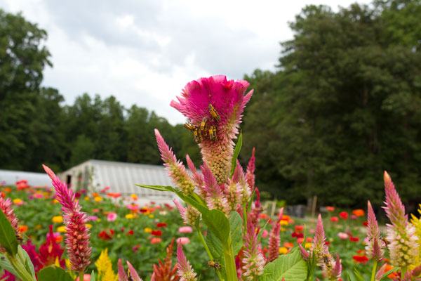  Beneficial soldier beetles swarm over a celosia bloom.