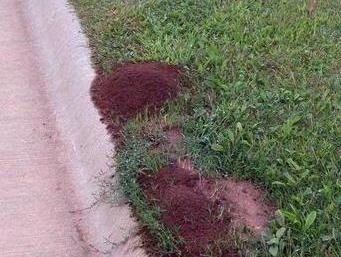Fire ant mounds along sidewalk
