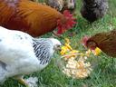 Chickens eating pumpkin seeds