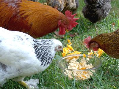 Chickens eating pumpkin seeds