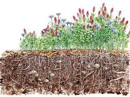 Soil cross-section showing dense plant roots beneath flowering plants aboveground.