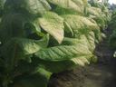 Rows of large green tobacco leaves along a dirt path