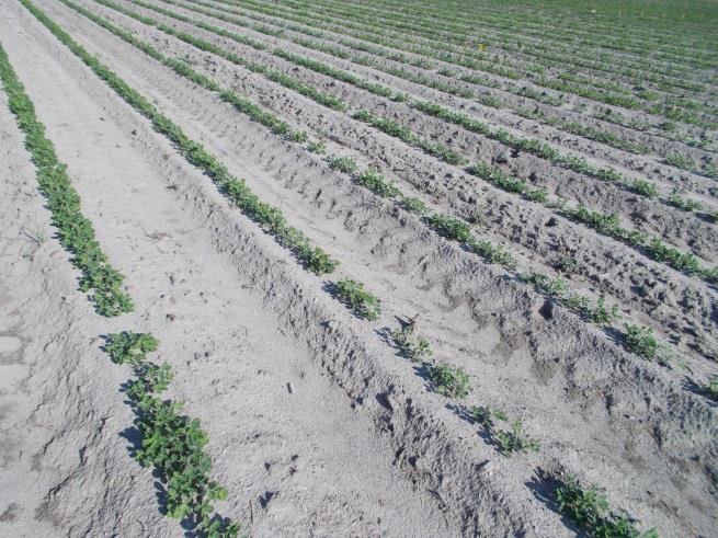 broccoli crop in white plastic covered rows