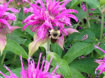 Bumblebee feeding on bright pink bee balm flower among green leaves
