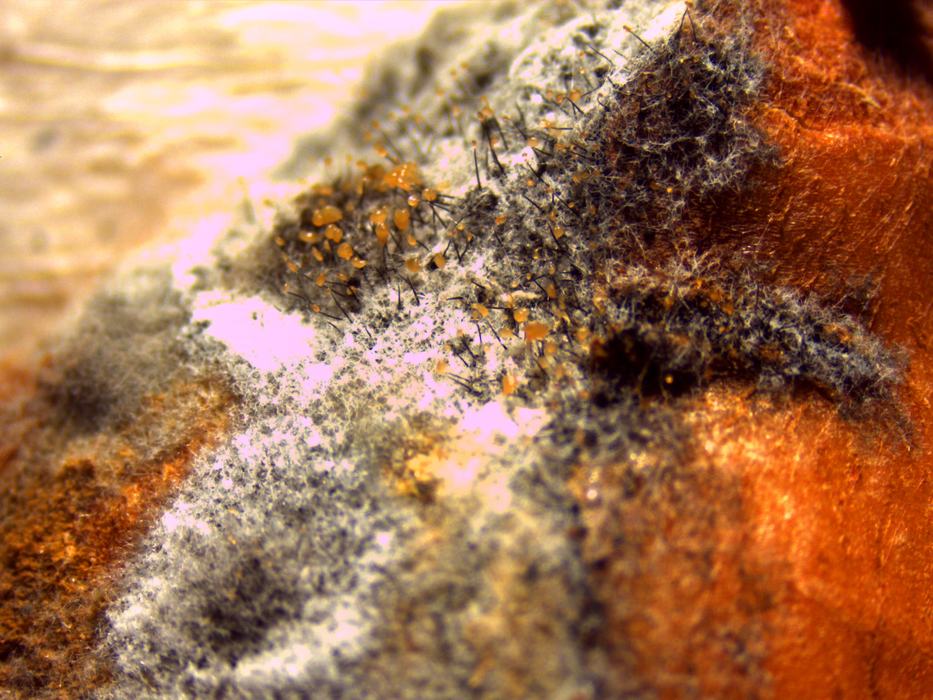 White mycelia and black perithecia as observed at 8x magnification, characteristic of C. fimbriata.